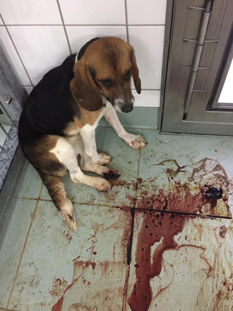 Djurförsök Djurförsök